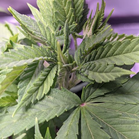 Girl Scout Cookies growlog timeline photo