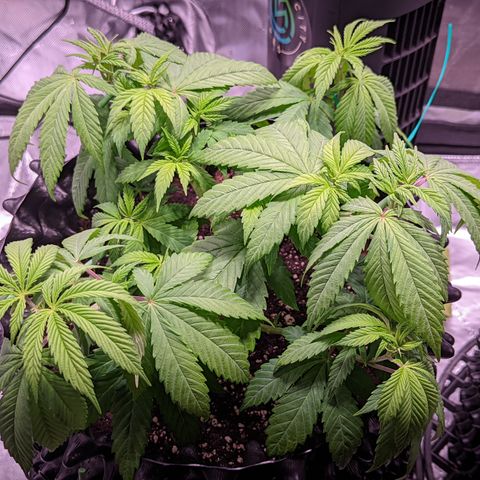 Girl Scout Cookies growlog timeline photo