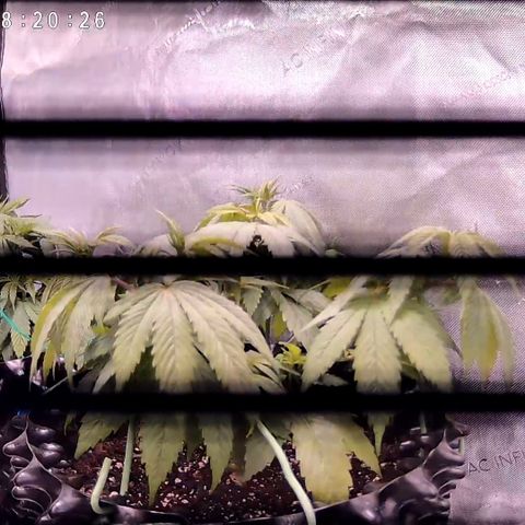 Girl Scout Cookies growlog timeline photo