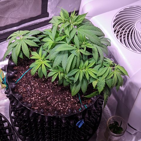 Girl Scout Cookies growlog timeline photo