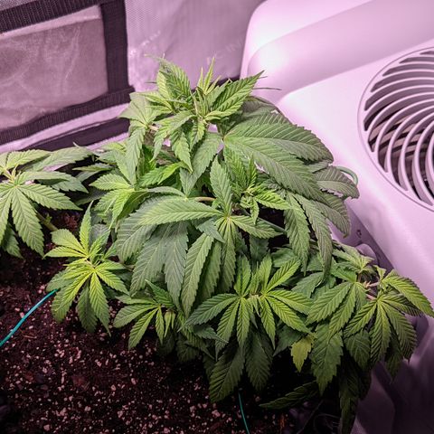 Girl Scout Cookies growlog timeline photo