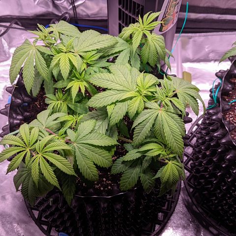 Girl Scout Cookies growlog timeline photo