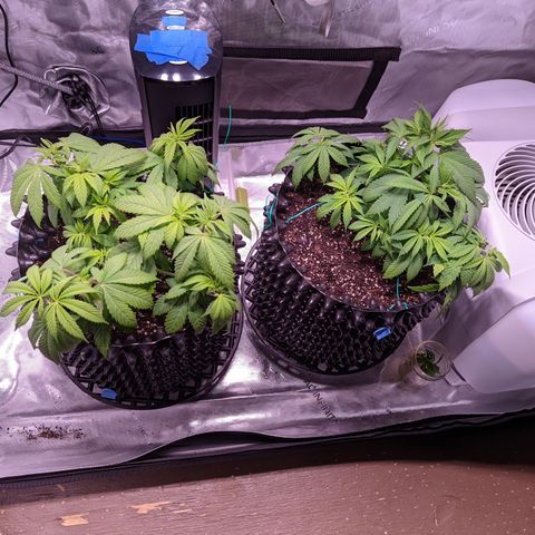 Girl Scout Cookies growlog timeline photo
