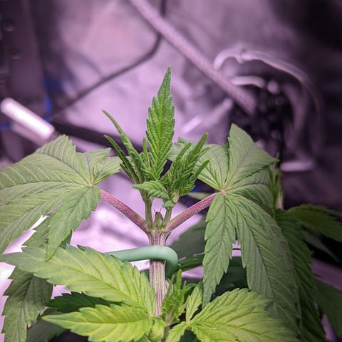 Girl Scout Cookies growlog timeline photo