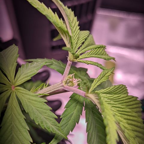 Girl Scout Cookies growlog timeline photo