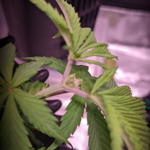 Girl Scout Cookies growlog timeline photo