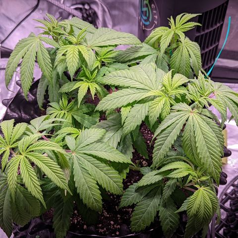 Girl Scout Cookies growlog timeline photo