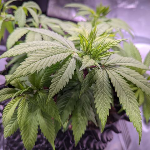 Girl Scout Cookies growlog timeline photo