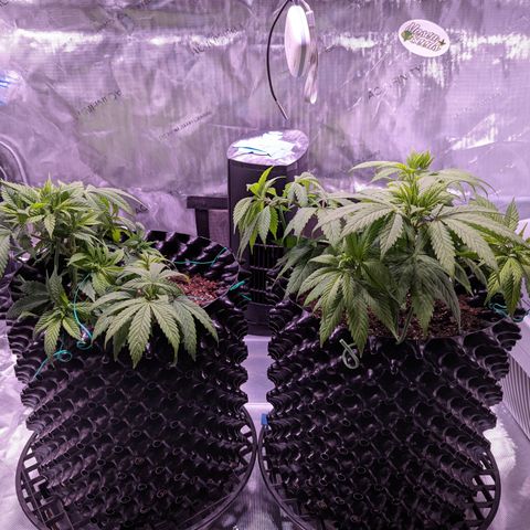 Girl Scout Cookies growlog timeline photo