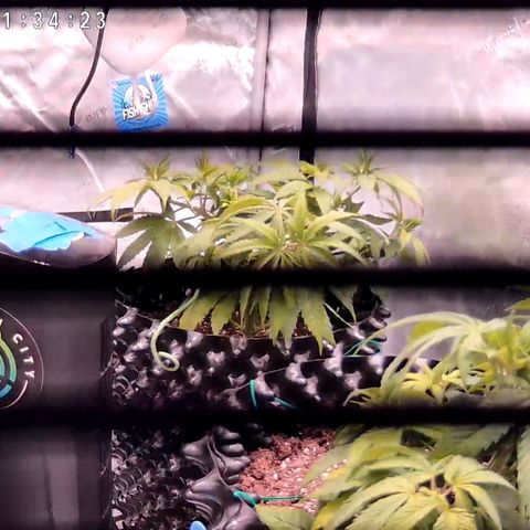 Girl Scout Cookies growlog timeline photo