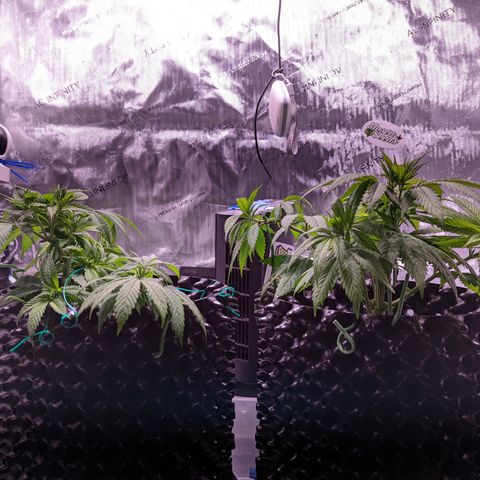Girl Scout Cookies growlog timeline photo