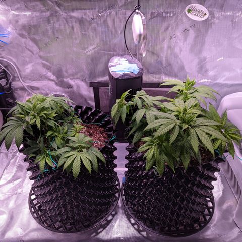 Girl Scout Cookies growlog timeline photo