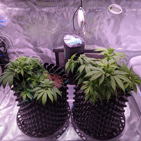 Girl Scout Cookies growlog timeline photo