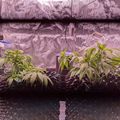 Girl Scout Cookies growlog timeline photo