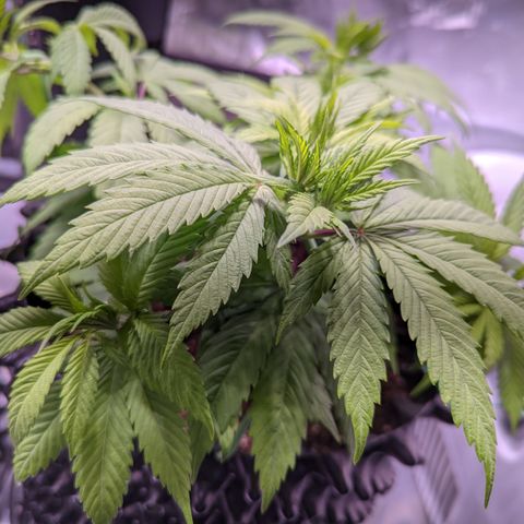 Girl Scout Cookies growlog timeline photo