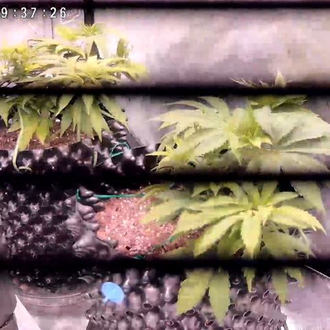 Girl Scout Cookies growlog timeline photo