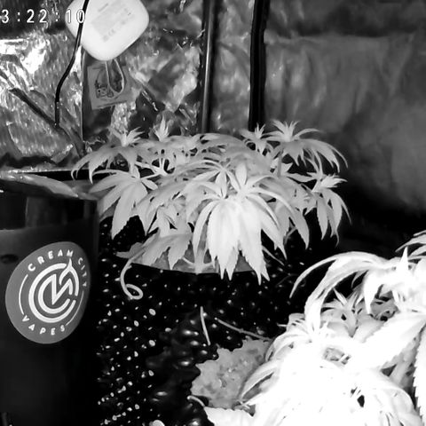 Girl Scout Cookies growlog timeline photo