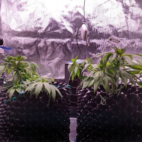 Girl Scout Cookies growlog timeline photo