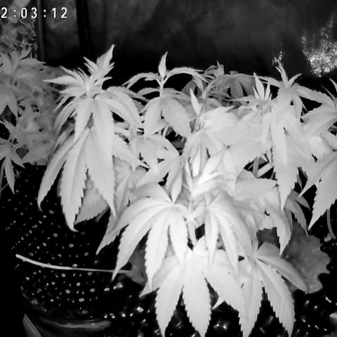 Girl Scout Cookies growlog timeline photo