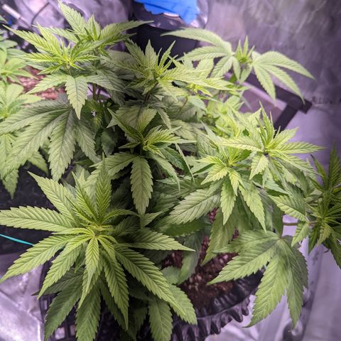 Girl Scout Cookies growlog timeline photo