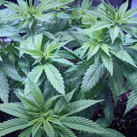 Girl Scout Cookies growlog timeline photo