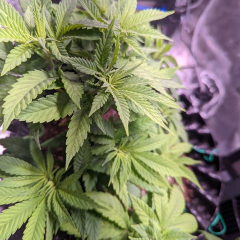 Girl Scout Cookies growlog timeline photo