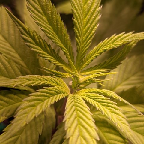 Girl Scout Cookies growlog timeline photo