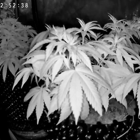 Girl Scout Cookies growlog timeline photo