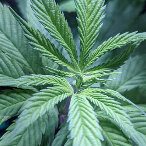 Girl Scout Cookies growlog timeline photo