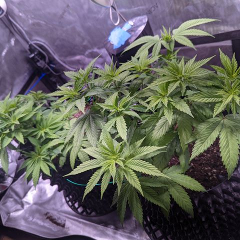 Girl Scout Cookies growlog photo: Scale back nutes a bit. 
