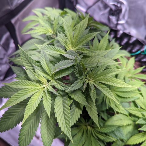 Girl Scout Cookies growlog photo: Scale back nutes a bit. 