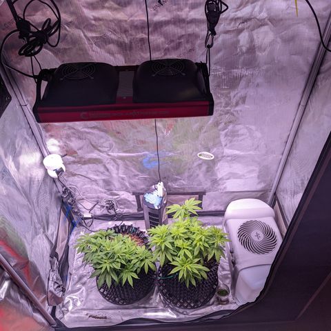 Girl Scout Cookies growlog photo: Scale back nutes a bit. 