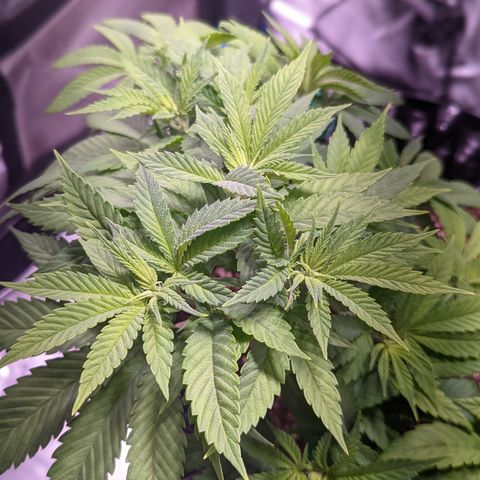 Girl Scout Cookies growlog photo: Scale back nutes a bit. 