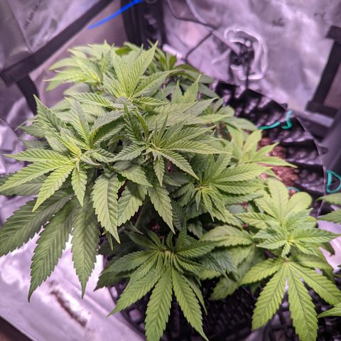 Girl Scout Cookies growlog photo: Scale back nutes a bit. 