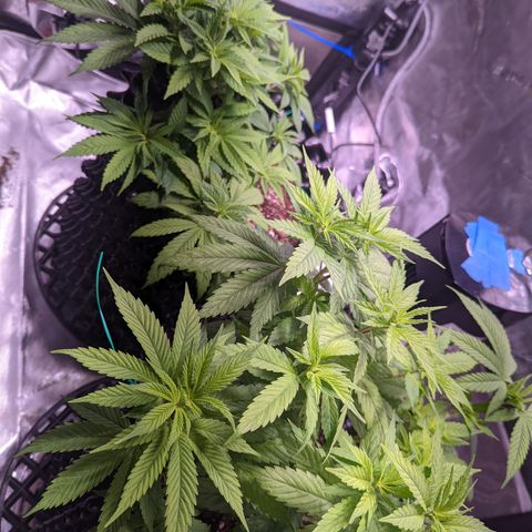 Girl Scout Cookies growlog photo: Scale back nutes a bit. 