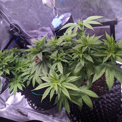 Girl Scout Cookies growlog photo: Scale back nutes a bit. 