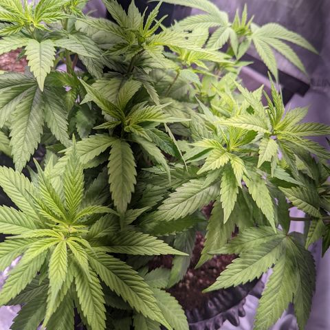 Girl Scout Cookies growlog timeline photo