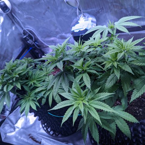 Girl Scout Cookies growlog photo: Scale back nutes a bit. 