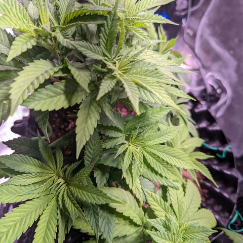 Girl Scout Cookies growlog timeline photo