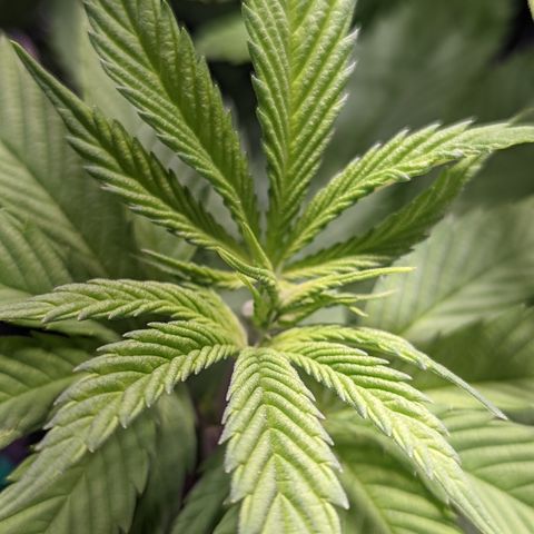 Girl Scout Cookies growlog timeline photo