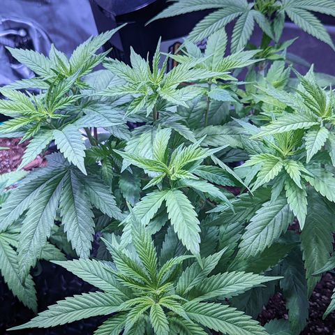 Girl Scout Cookies growlog timeline photo