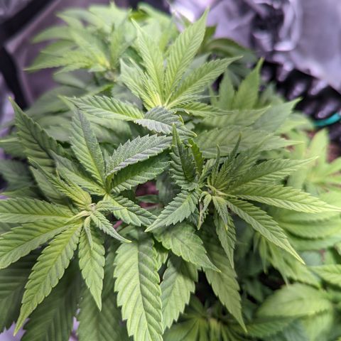 Girl Scout Cookies growlog photo: Scale back nutes a bit. 