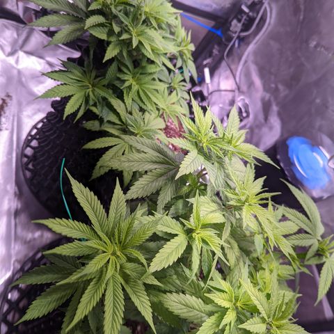 Girl Scout Cookies growlog photo: Scale back nutes a bit. 