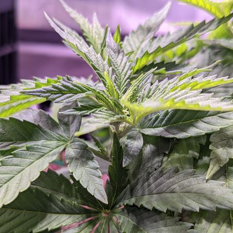 Girl Scout Cookies growlog timeline photo