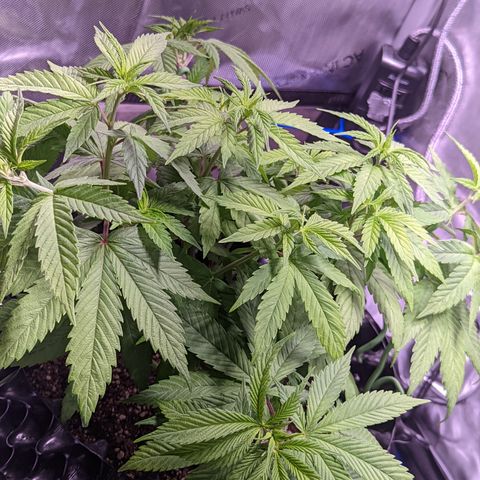 Girl Scout Cookies growlog timeline photo