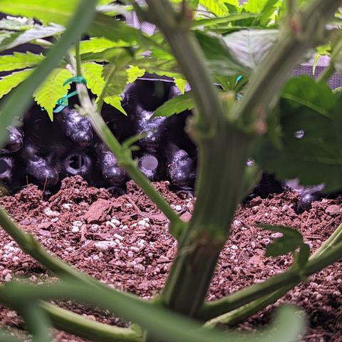 Girl Scout Cookies growlog timeline photo