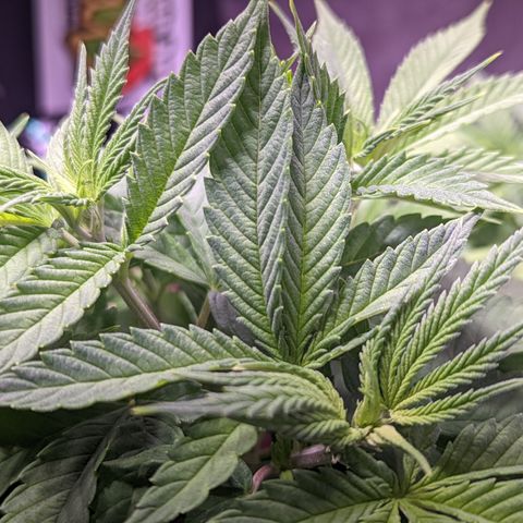 Girl Scout Cookies growlog timeline photo
