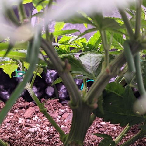 Girl Scout Cookies growlog timeline photo