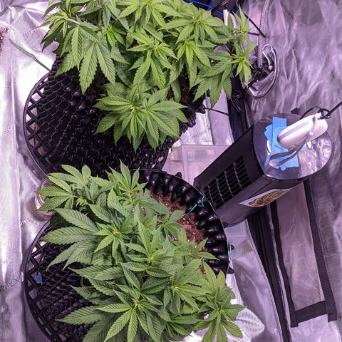 Girl Scout Cookies growlog timeline photo