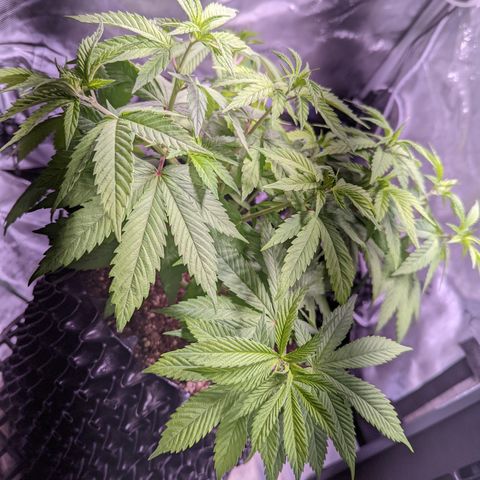 Girl Scout Cookies growlog timeline photo